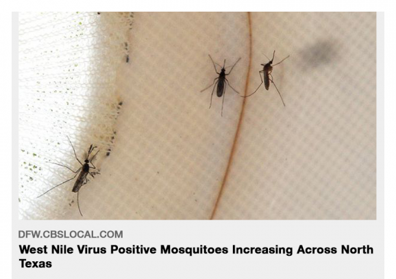 Virus del Nilo Occidental-Mosquitos-positivos-aumentando-en-el-norte-de-Texas